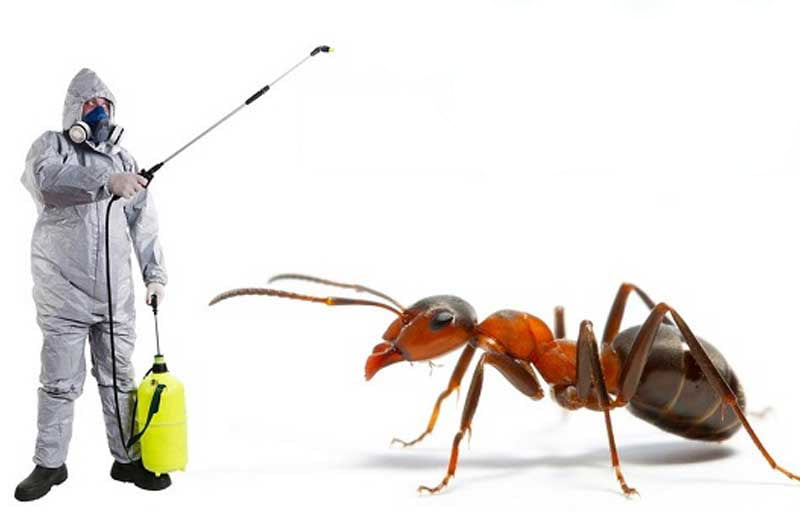 aNTS cONTROL SERVICE IN lAHORE