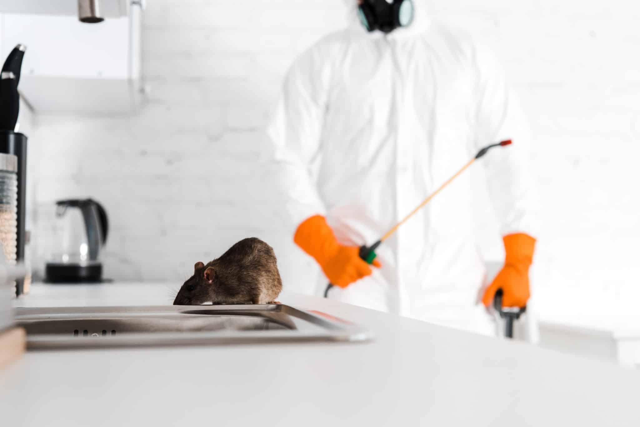 selective focus of rat near sink and exterminator with toxic spray in hand