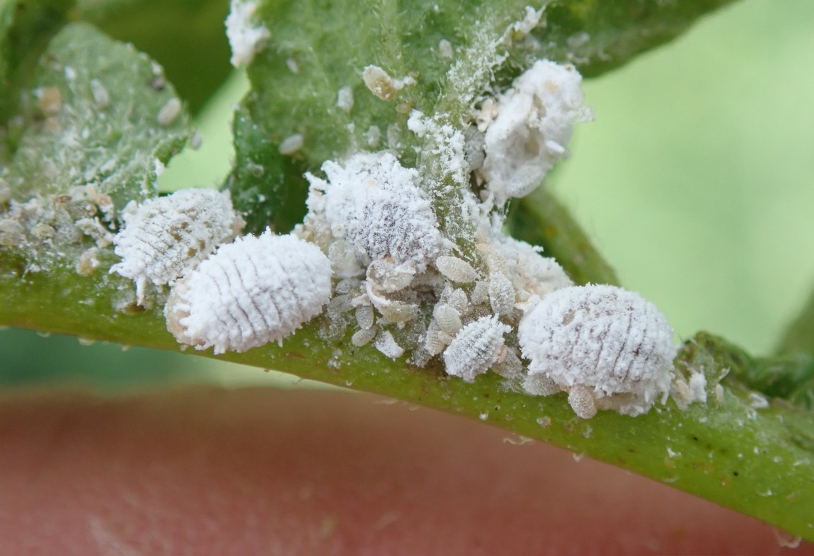 citrus mealybug