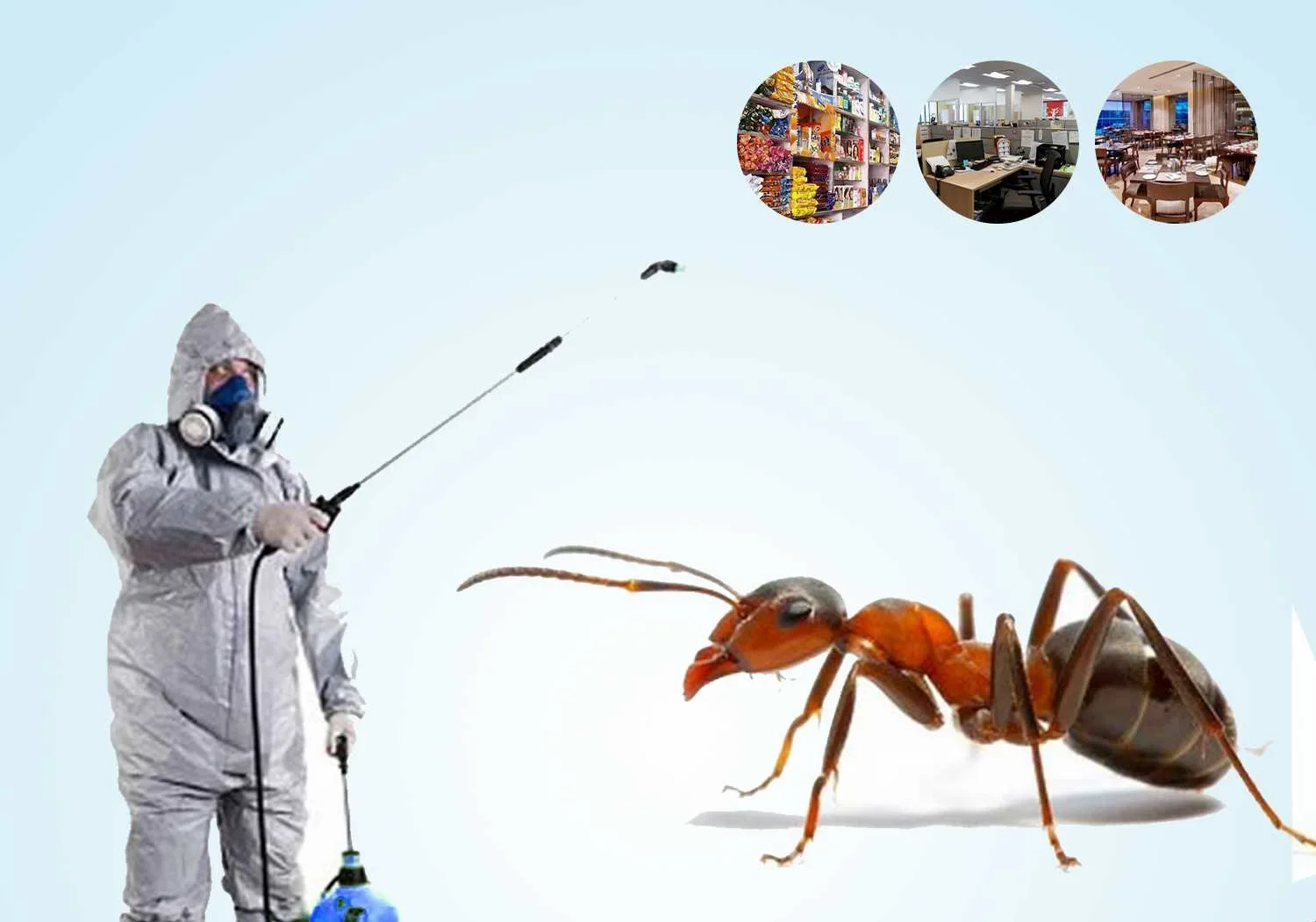 ant pest control services