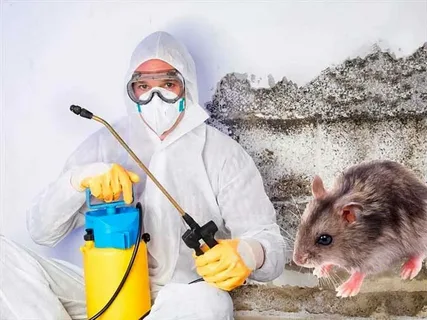 rodent Control services in Lahore